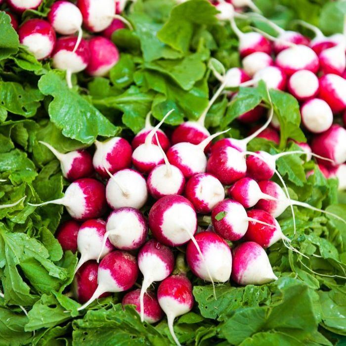 แรดิช สปาร์คเลอร์ ไวท์ทิป - Sparkler White Tip Radish