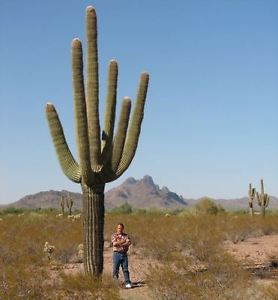 กระบองเพชร ซากัวโร่ - Arizona Saguaro Cactus Seeds