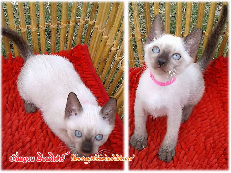น้องแมว 21/12/58