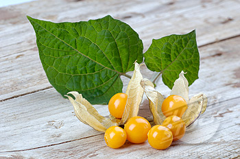 แคปกูสเบอรี่ - Cape gooseberry
