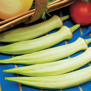 กะเจี๊ยบมอญขาว - Blondy Okra