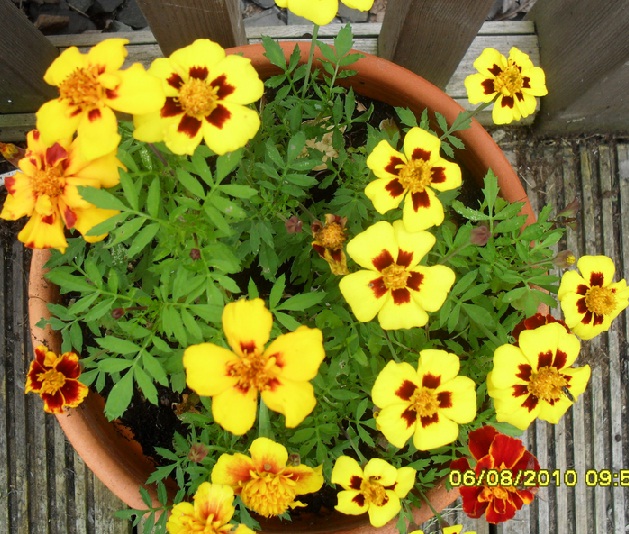 ดอกดาวเรืองมารีเอ็ดต้า - Marietta French Marigold