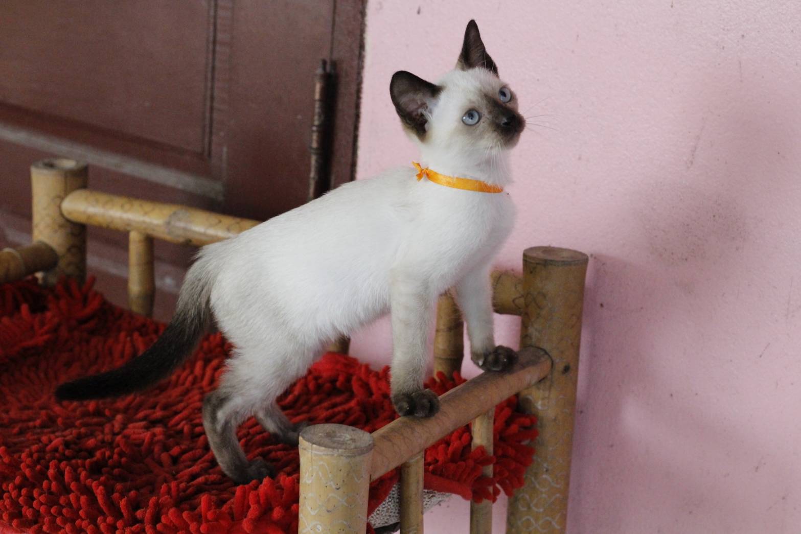 น้องแมวรุ่น 11/2565