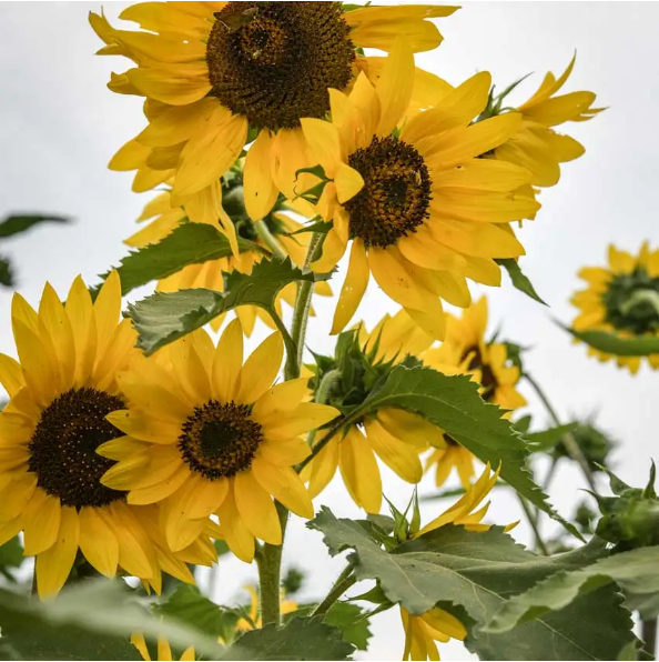 ทานตะวัน เฮนรี่ไวด์ - Henry Wilde Sunflower Seed