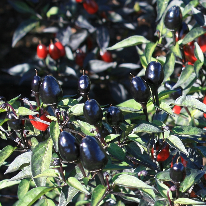 พริกประดับ แบล็คโอลีฟ - Black Olive Pepper