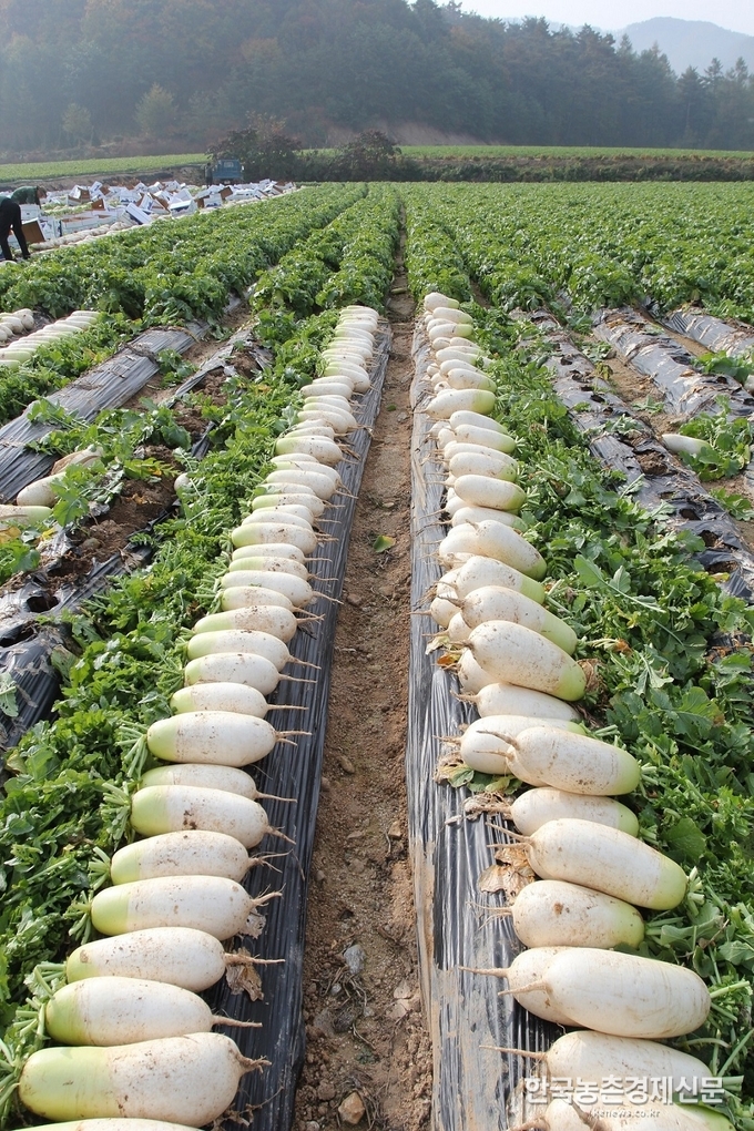 เมล็ดพันธุ์ แรดิช ชองดู เกาหลี Cheong Du Korean Radish F1 Seed
