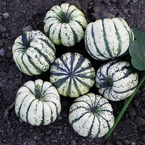 ฟักทองสวีทดัมพริ่ง - Sweet Dumpling Squash