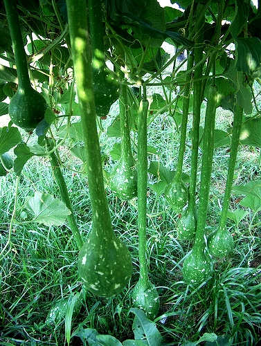 น้ำเต้า เอ็กซ์ตร้าดิปเปอร์ - Xtra Long Handled Dipper Gourd F1