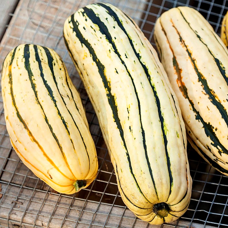 เมล็ดพันธุ์ ฟักทองเดลิคาต้า - Delicata Squash Seed