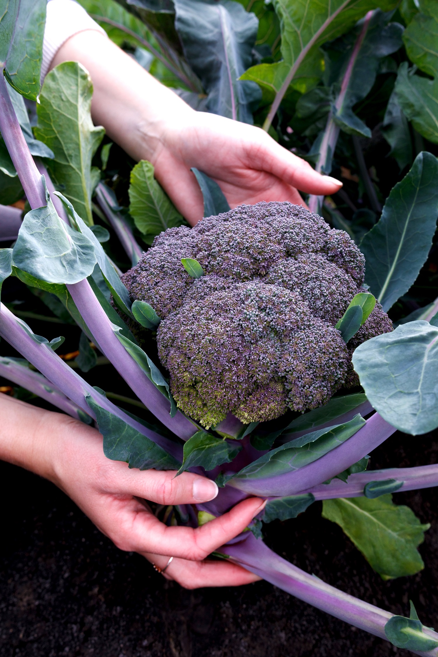 เมล็ดพันธุ์ บล็อคโคลี่สีม่วง Purple Magic Broccoli F1 Seed