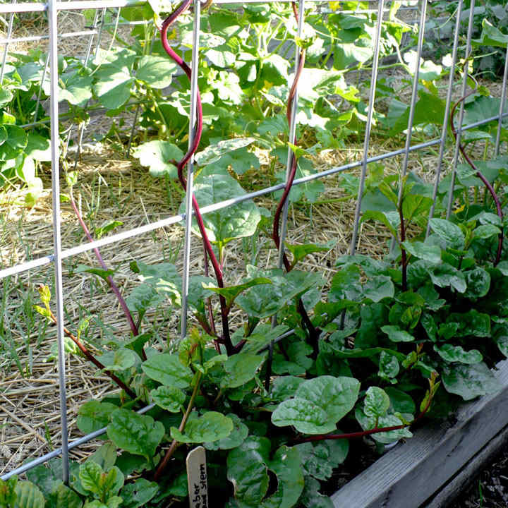 ผักปลังแดง - Red Malabar Spinach