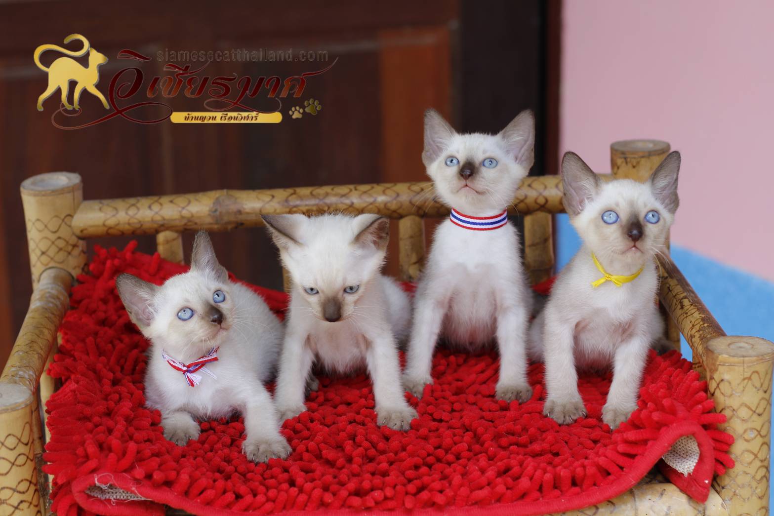 น้องแมวมาใหม่ 5/2563