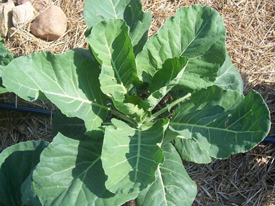 (Whole 1 Oz) ปูเล่ฝรั่ง พันธุ์เวสท์ - Vates Collard
