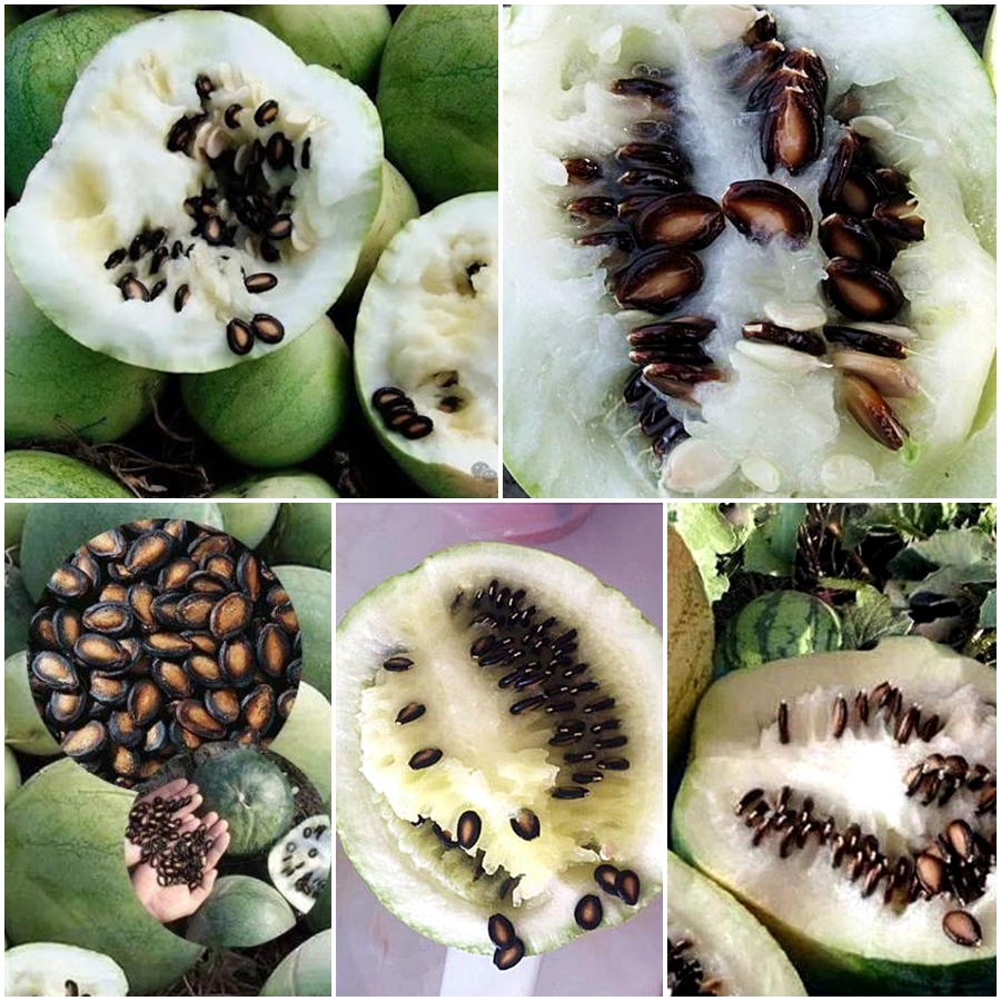 เมล็ดพันธุ์ แตงโมกินเมล็ด ต่ากวา Takwa Watermelon Seed