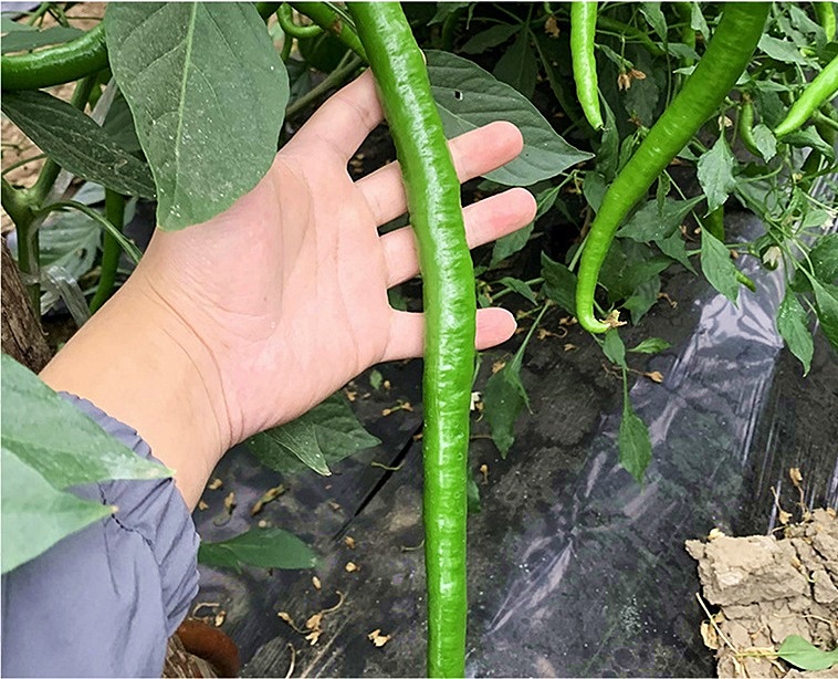 เมล็ดพันธุ์ พริกยาว เอ็กซ์ตร้าลองไลน์61 - Xtra Long Line 61 Pepper F1 Seed