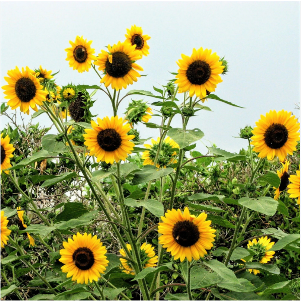 เมล็ดพันธุ์ ทานตะวัน เฮนรี่ไวลด์ - Henry Wild Sunflower