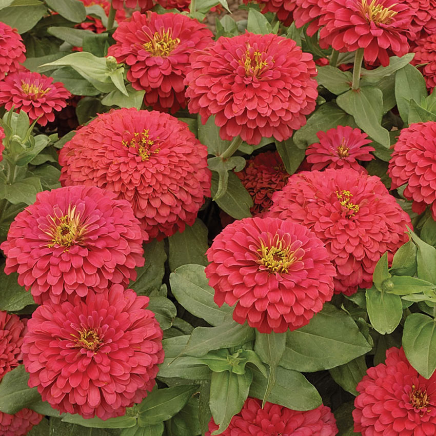 (Whole 1 Oz) ดอกบานชื่นสีแดง - Red Zinnia Flower
