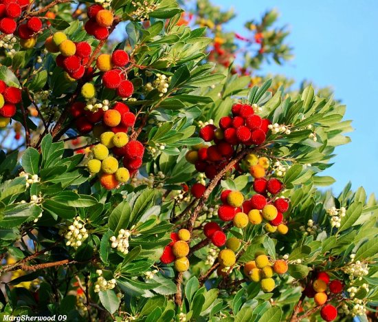 สตรอเบอรี่ต้น - Strawberry Tree