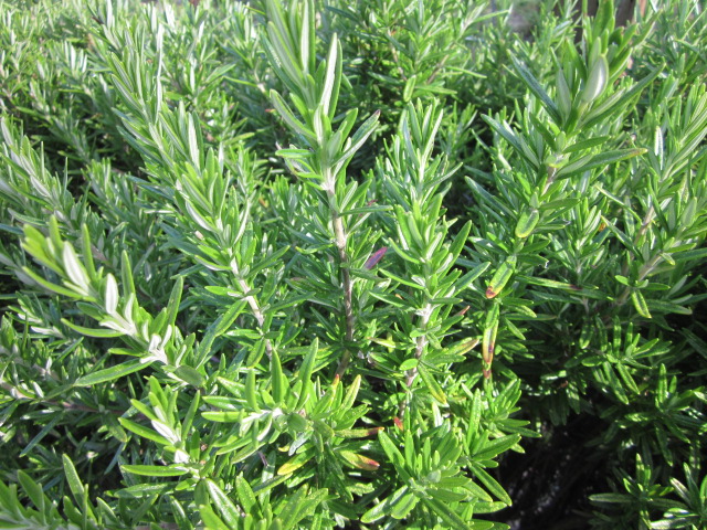โรสแมรี่ - Rosemary Herb