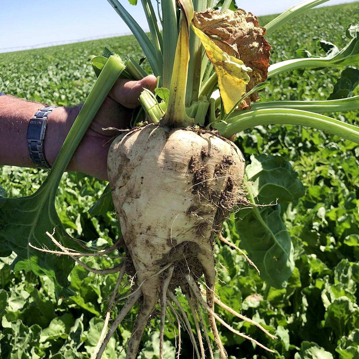 เมล็ดพันธุ์ ชูก้าร์บีท หัวบีทน้ำตาล Sugar Beet Seed