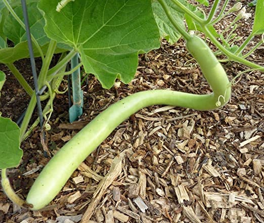 น้ำเต้ายาว คูกุซซี่ - Cucuzzi Gourd