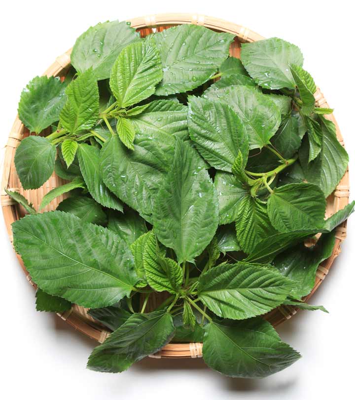 ใบปอ โมโรเฮยะ - Molokhia Egyptian Spinach