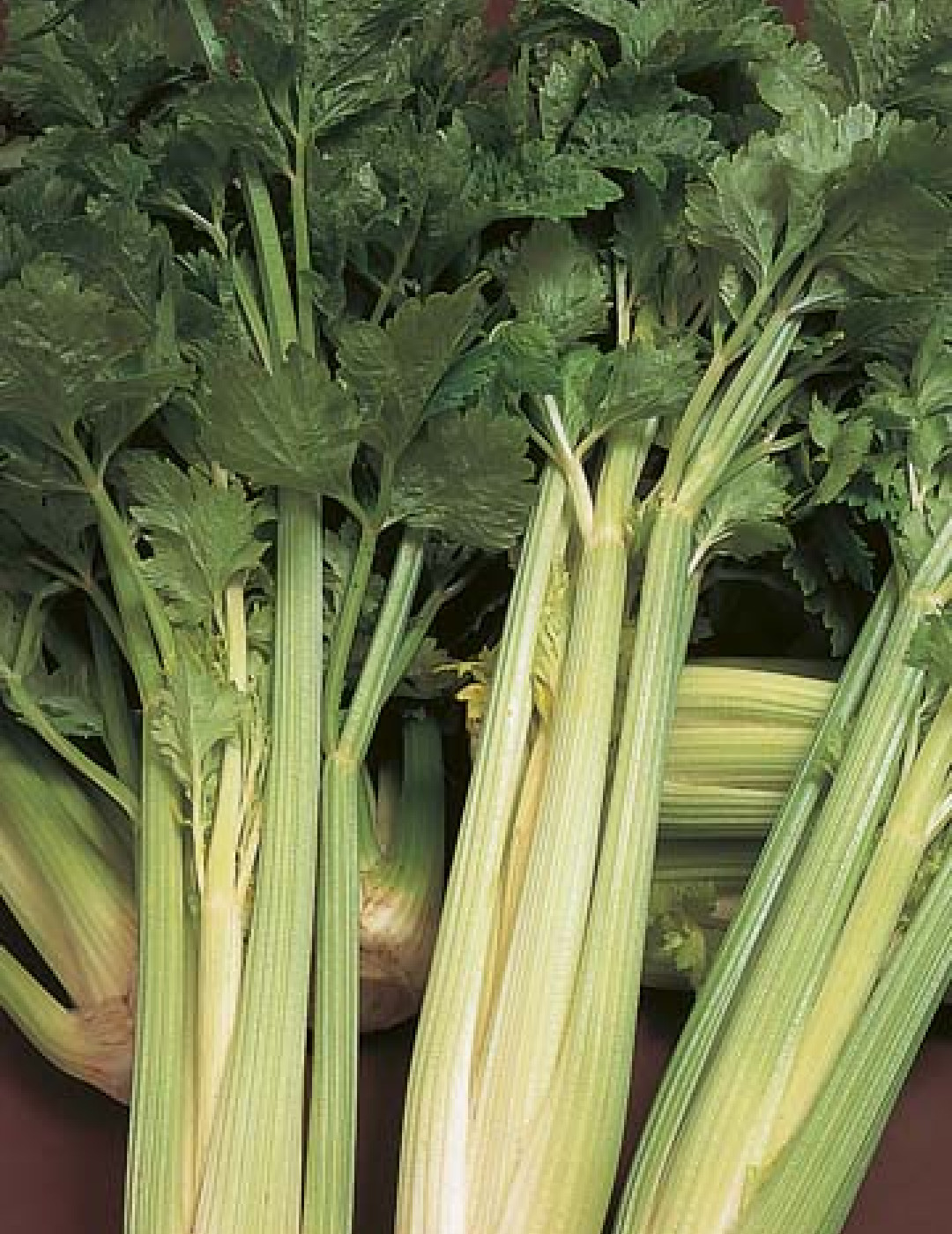 เซเลอรี่ โกลเด้น - Golden Celery