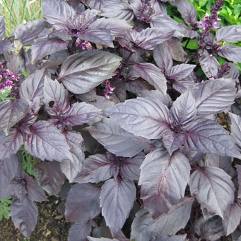 โหระพาสีม่วง - Dark opal basil