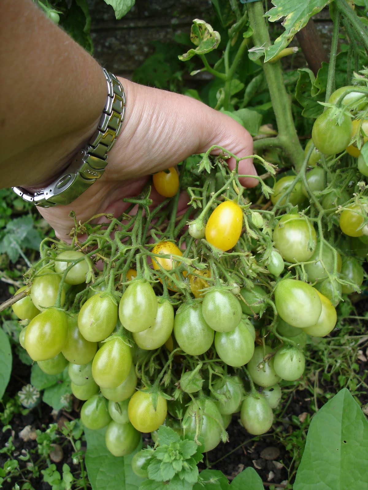 มะเขือเทศอิลดิ - Ildi Tomato