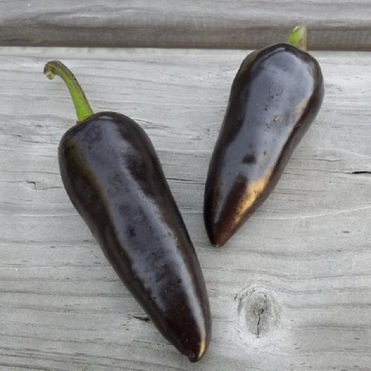 พริกจาราปิโน่ สีม่วง - Purple Jalapeno Pepper