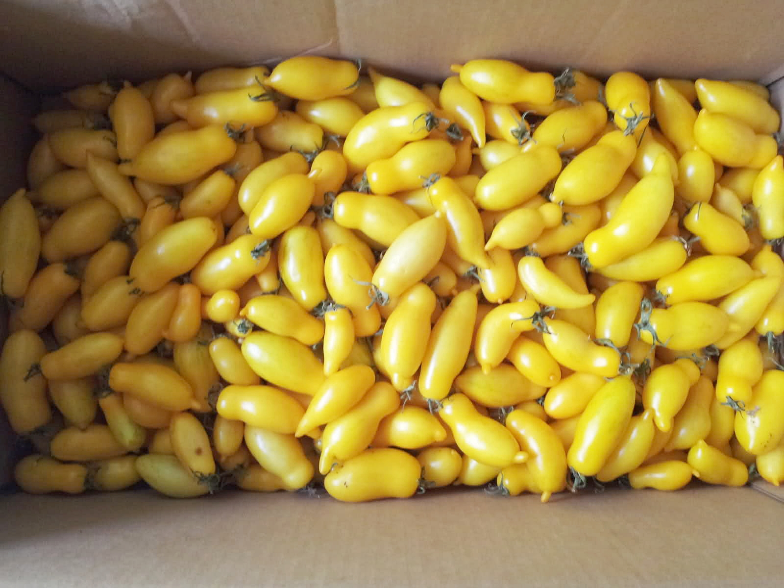 มะเขือเทศกล้วยสีเหลือง - Yellow Banana Lag tomato