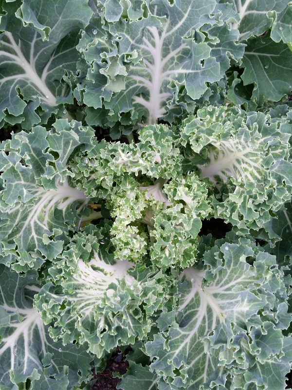 เคล แคสเปอร์ - Casper Kale F1