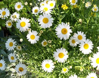 ดอกคีปปิ้งเดซี่ - Creeping Daisy Flower