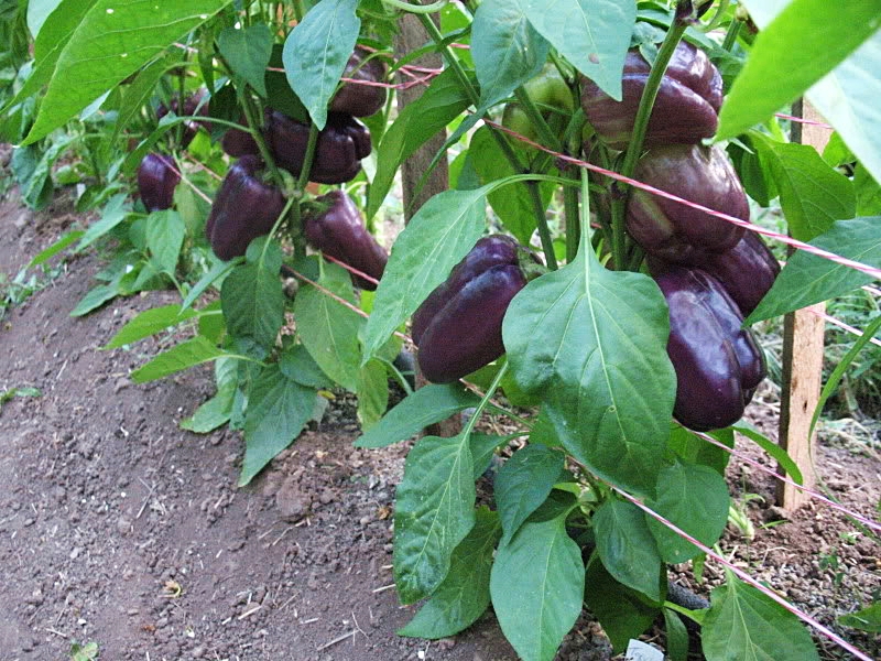 เมล็ดพันธุ์ พริกหวานม่วง ไลแลค เบล Lilac Bell Sweet Pepper