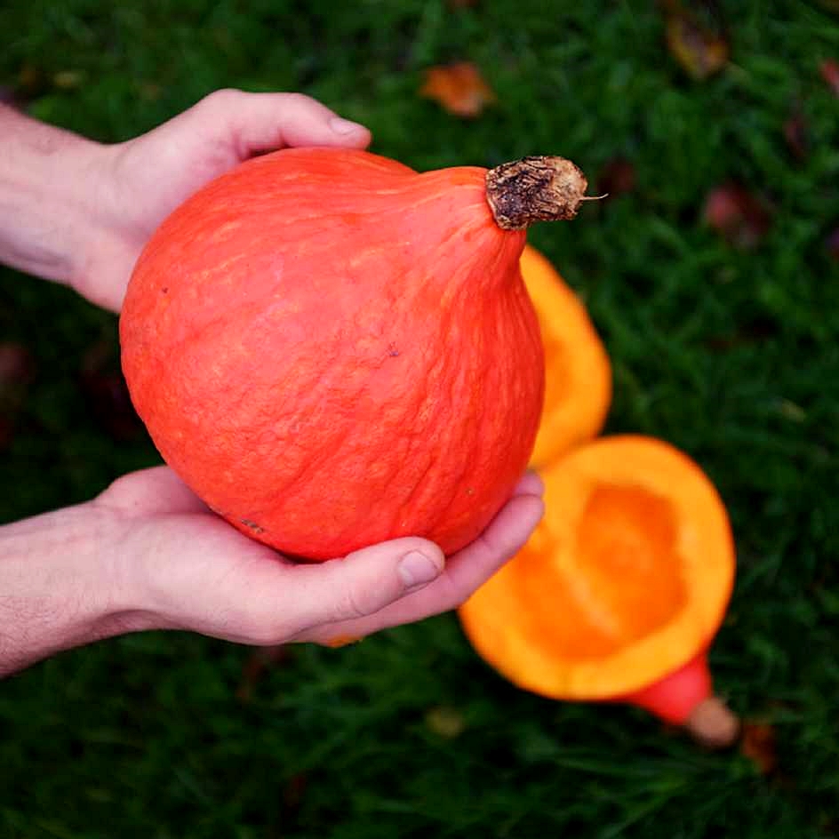 เมล็ดพันธุ์ ฟักทองญี่ปุ่น เรดคูริ Red Kuri Japanese Squash Seed