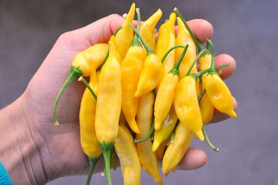 พริกเลม่อนดรอป - Lemon Drop Pepper