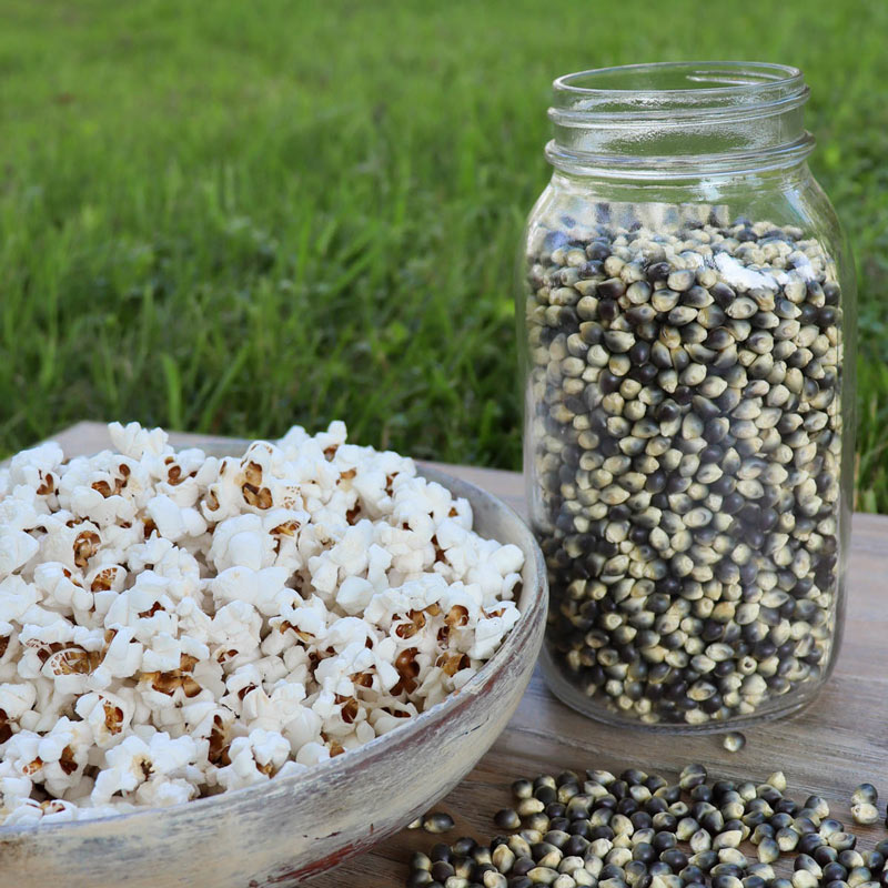 ข้าวโพด ชาแมนบลู ป็อปคอร์น - Shaman Blue Popcorn