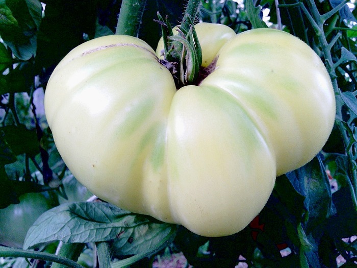 มะเขือเทศเกรทไวท์ - Great white tomato