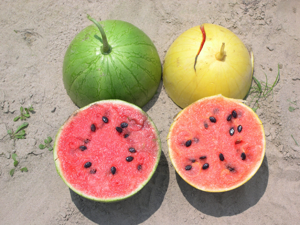 แตงโมเปลือกเหลือง - Golden Midget Watermelon