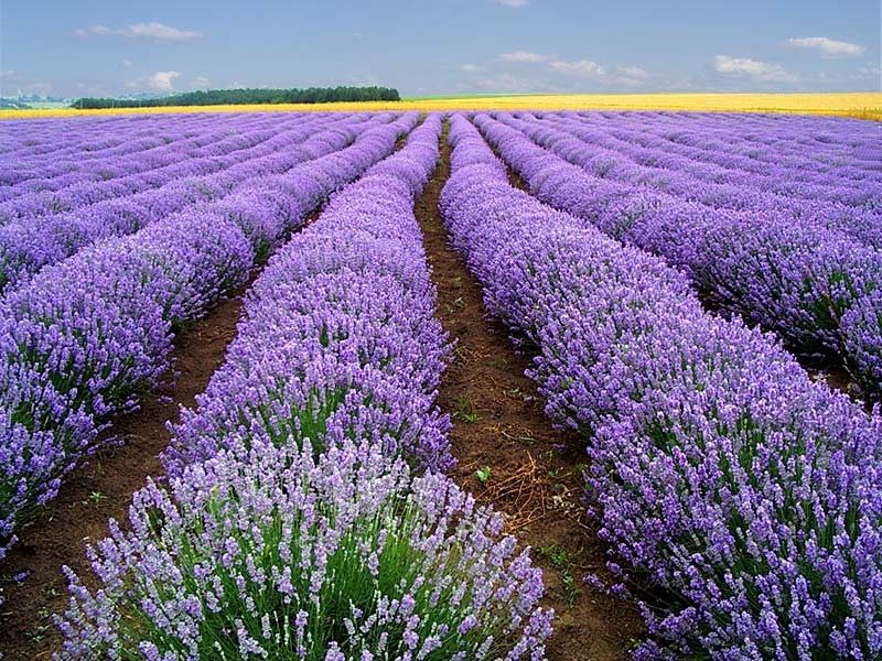 ลาเวนเดอร์ อังกฤษ - English Lavender Flower