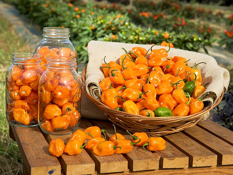 พริกฮาบาเนโร่สีส้ม - Orange Habanero Pepper
