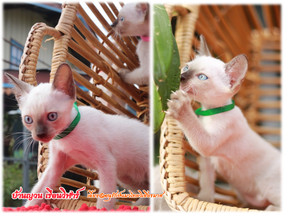 น้องแมว 18/6/2559