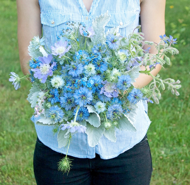 ดอกรักในหมอกสีน้ำเงิน - Blue Love in a mist Flower