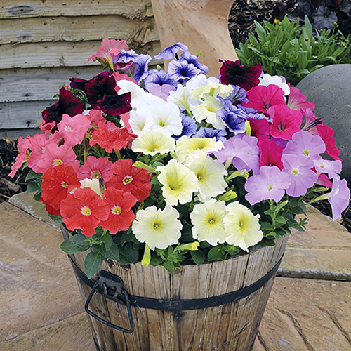 ดอกพีทูเนีย คละสี - Mixed Petunia Flower