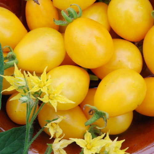 มะเขือเทศพลัม - Yellow Plum Tomato