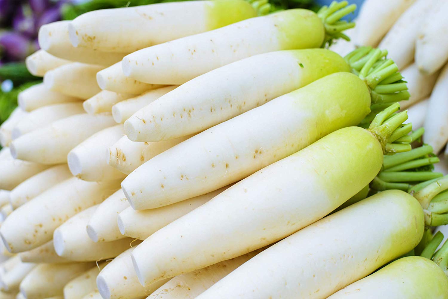เรดิส ไดคอนญี่ปุ่น - Japanese Minowase Daikon Radish