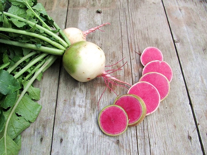 เรดิชแตงโม - Watermelon Radish