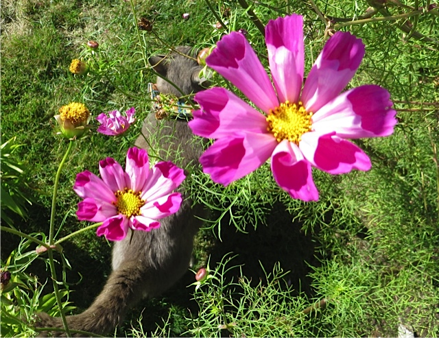 ดาวกระจาย ซีเชล - COSMOS SEA SHELLS