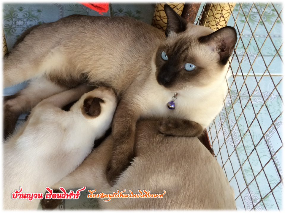 วิเชียรมาศ@บ้านยวนเรือนวิฬาร์