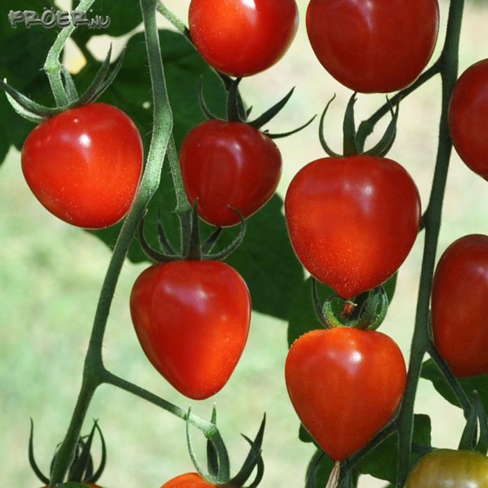 มะเขือเทศสตรอเบอรี่ - TomatoBerry F1